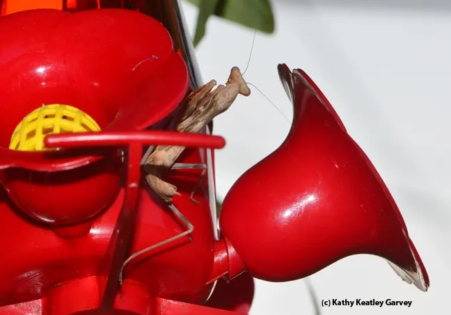The praying mantis moves to another spot. (Photo by Kathy Keatley Garvey)