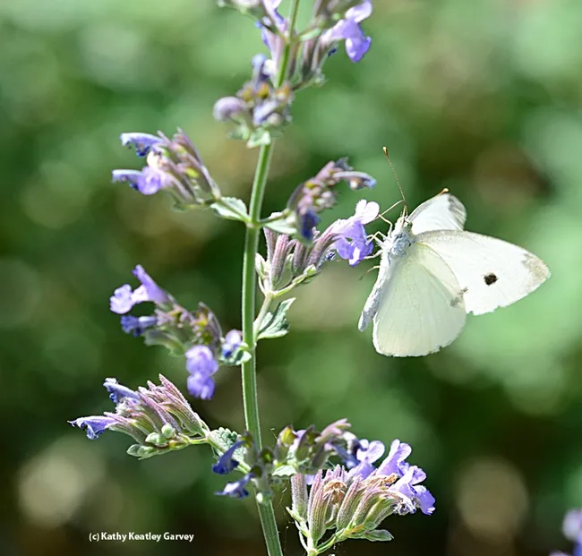 The larvae of the cabbage white butterfly, Pieris rapae, are considered pests of cole crops, but we should be thanking them for giving us the pungent taste of wasabi and mustard, scientists say. (Photo by Kathy Keatley Garvey)