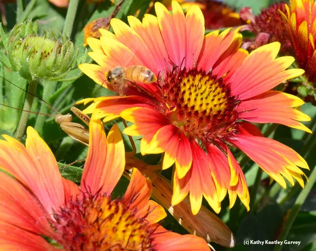 Praying mantis startles a honey bee. (Photo by Kathy Keatley Garvey)