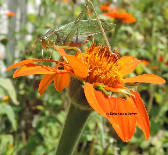 A camouflaged katydid, its body resembling a leaf, feeds on a Mexican sunflower, Tithonia. (Photo by Kathy Keatley Garvey)