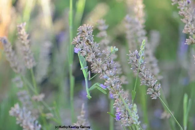 These are all green leaves, right? No, there's a green praying mantis here, too. (Photo by Kathy Keatley Garvey)