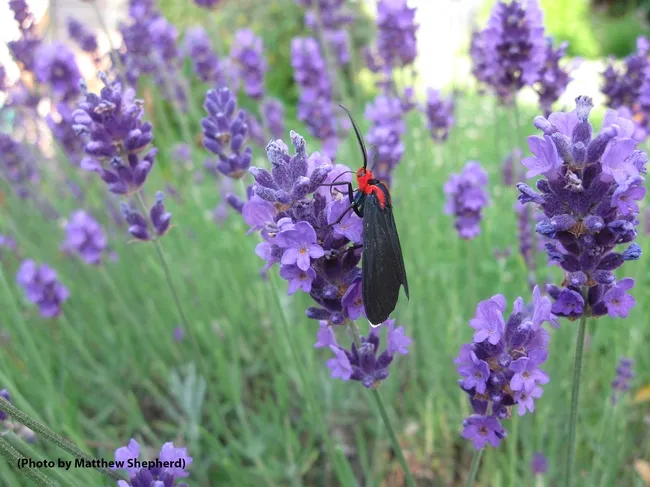 Red-shouldered ctenucha moth (Ctenucha rubroscapus) on English lavender. (Photo by Matthew Shepherd)