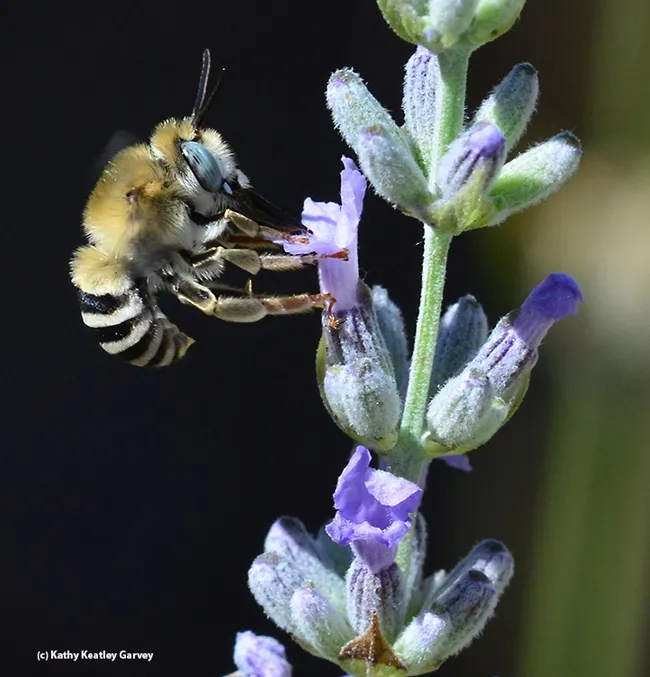 Male digger bee, Anthophora urbana, finishes foraging on lavender. (Photo by Kathy Keatley Garvey)