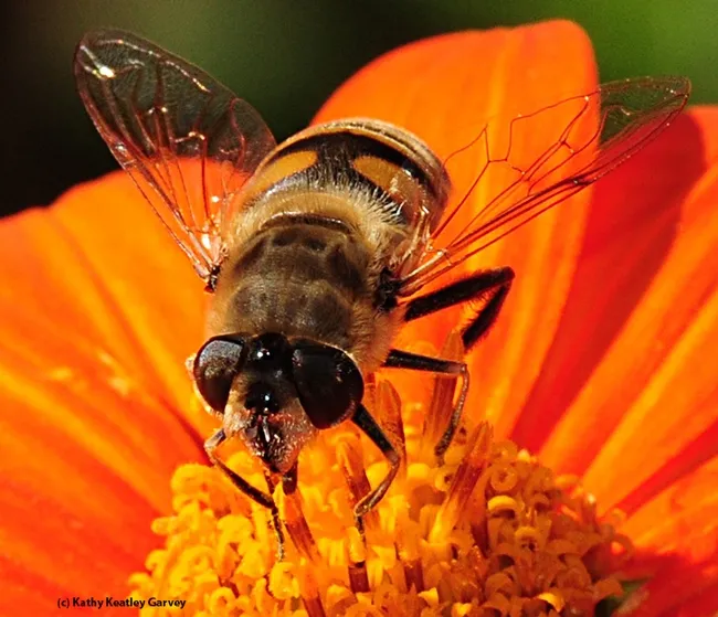 Close-up of a drone fly feeding. (Photo by Kathy Keatley Garvey)