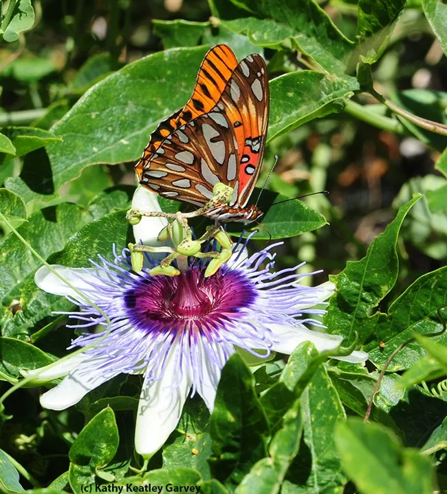 A Gulf Fritillary (Agraulis vanillae) lands on a passioinflower blossom. (Photo by Kathy Keatley Garvey)
