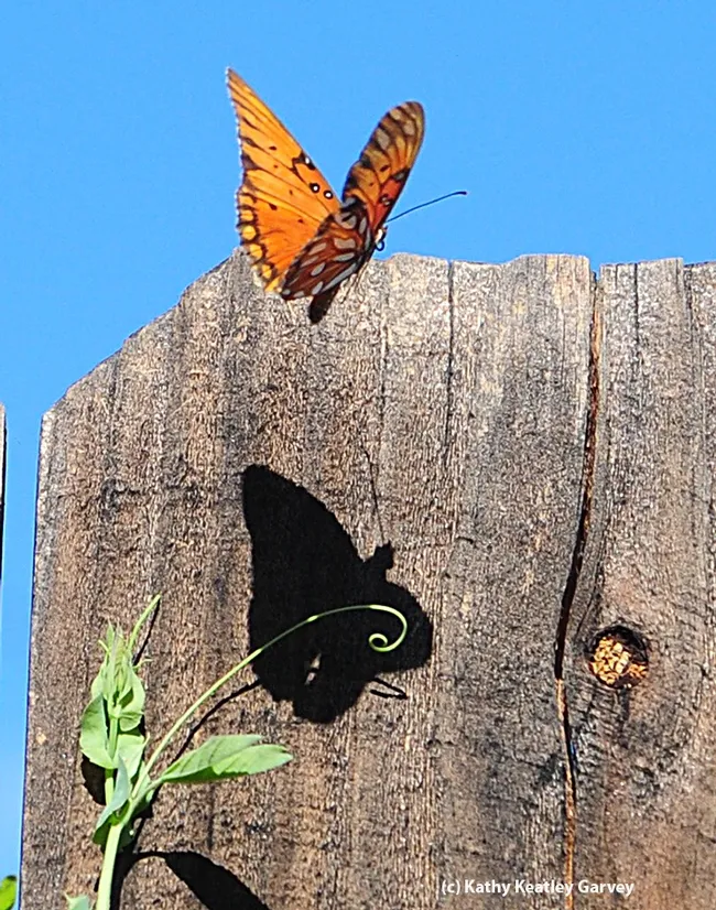 Gulf Fritillary casts a shadow over a tendril. (Photo by Kathy Keatley Garvey)