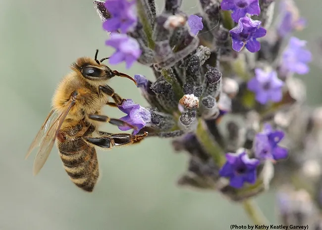 Varroa mite (beneath wing) feeding on a forager (worker bee) as it's nectaring on lavender. (Photo by Kathy Keatley Garvey)