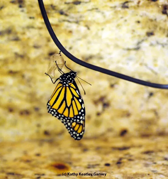 This newly emerged monarch, drying her wings, clings to her chrysalis. (Photo by Kathy Keatley Garvey)