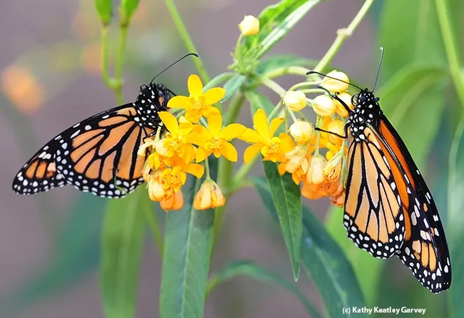 A male (left) and female monarch on a scarlet milkweed. (Photo by Kathy Keatley Garvey)