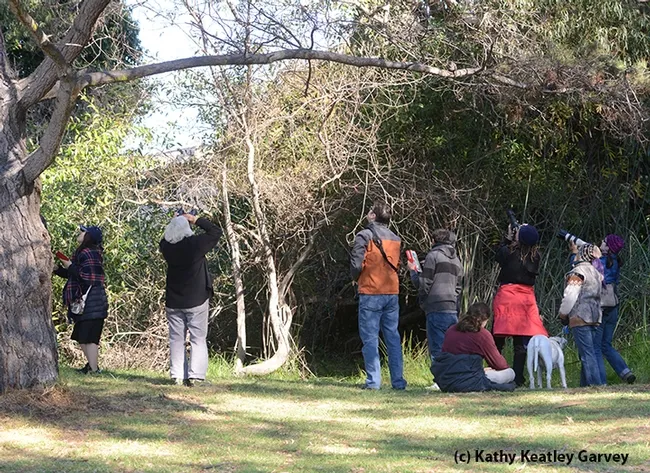 Butterfly aficionadas, photographers and passersby---along with dogs--gather to check out the monarchs. (Photo by Kathy Keatley Garvey)