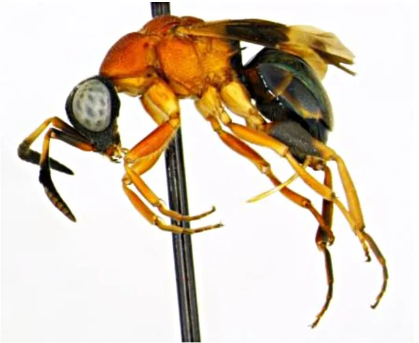 Name, please! This insect, from the family Chrysididae and genus Hedychridium, was collected in Thailand. It needs a species name.