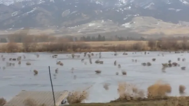 Still from tumbleweed video