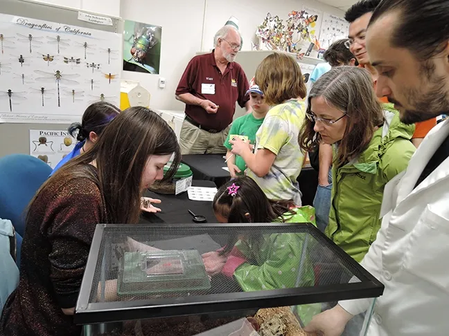 Bohart Museum associate Robbin Thorp (center, in maroon shirt), distinguished emeritus professor of entomology at UC Davis, volunteers at the open houses. (Photo by Kathy Keatley Garvey)