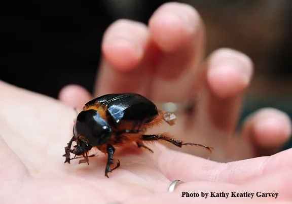 This rain beetle, thought to be Pleocoma fimbriata, was collected in Plymouth, Amador County. (Photo by Kathy Keatley Garvey)