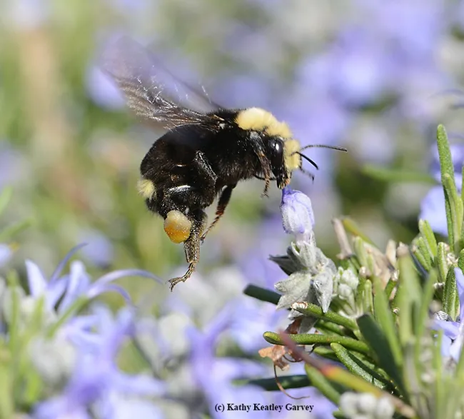 Yellow-faced bumble bee, Bombus vosnesenskii, packing a mixed load of pollen from the flowers near her. (Photo by Kathy Keatley Garvey)