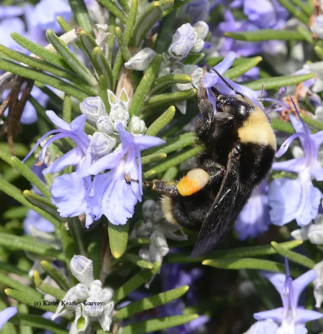The mixed pollen load is highly visible here: the female Bombus vosnesenskii is foraging on rosemary, but her load indicates she previously visited California golden poppy, oxais, wild radish and mustard. (Photo by Kathy Keatley Garvey)
