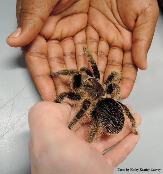Exchanging a curly haired tarantula at the Bohart Museum of Entomology. (Photo by Kathy Keatley Garvey)