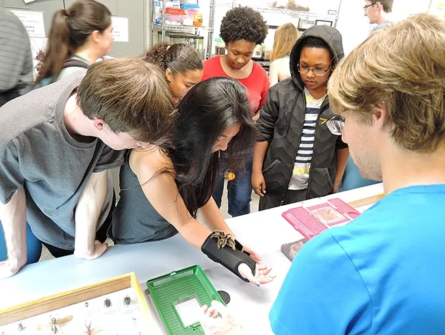 Entomology graduate student Ziad Khouri (right) supervises a visitation with a curly haired tarantula. (Photo by Kathy Keatley Garvey)