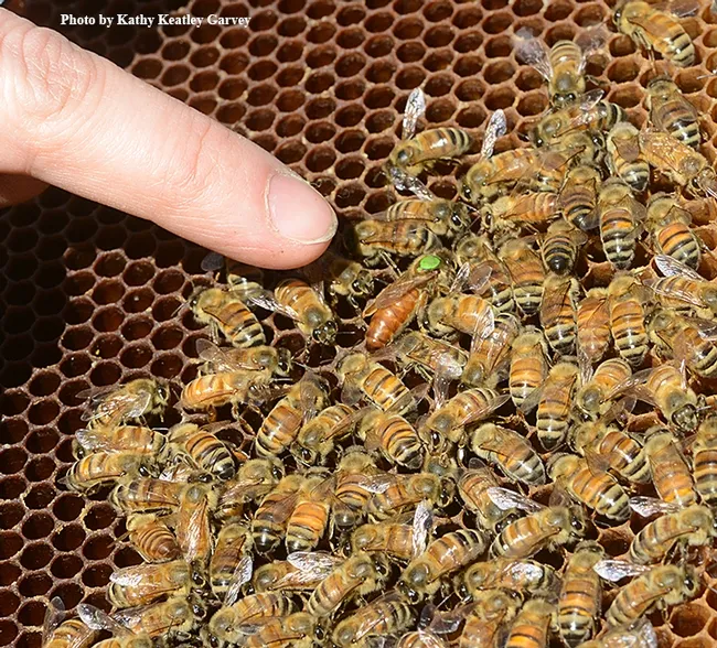 Extension apiculturist Elina Niño of the UC Davis Department of Entomology and Nematology points to the queen bee. (Photo by Kathy Keatley Garvey)