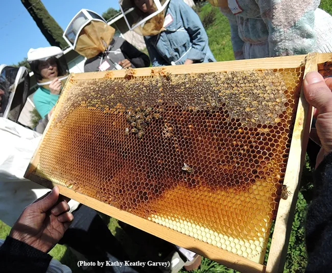 Eager participants in the Feb. 13 class look at a frame. (Photo by Kathy Keatley Garvey)