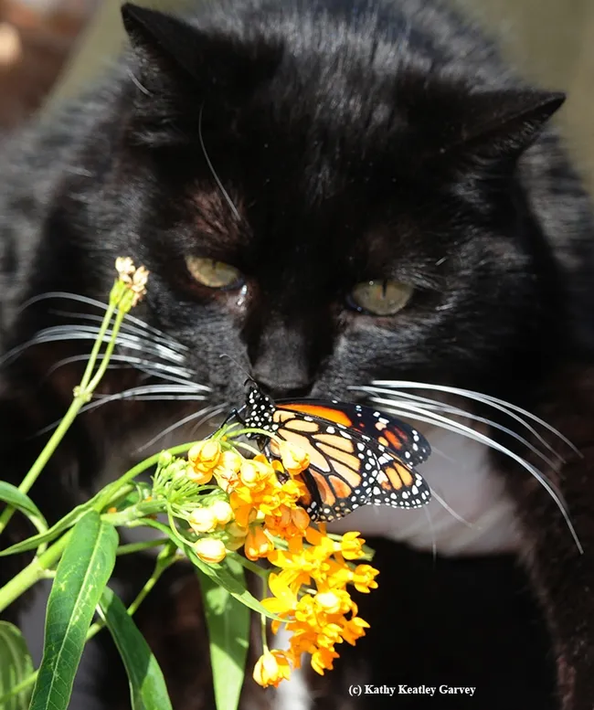 "Pollinator Partner" Xena the Warrior Princess looking at a monarch butterfly. (Photo by Kathy Keatley Garvey)