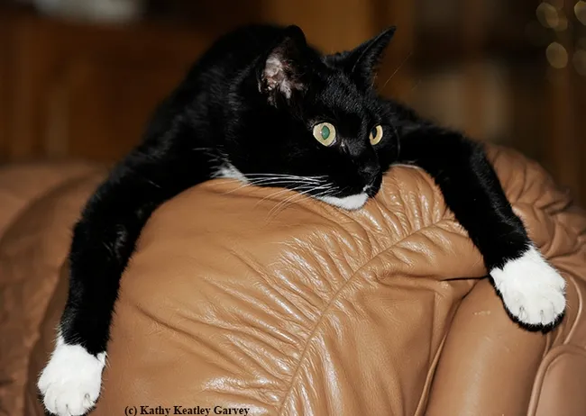 Exhausted after a day in the sun, Xena the Warrior Princess sprawls atop a chair. (Photo by Kathy Keatley Garvey)