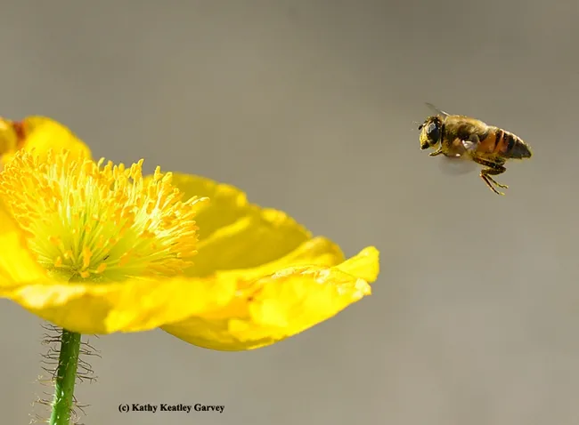 A drone fly, Eristalis tenax, heading toward a Cosmos. (Photo by Kathy Keatley Garvey)