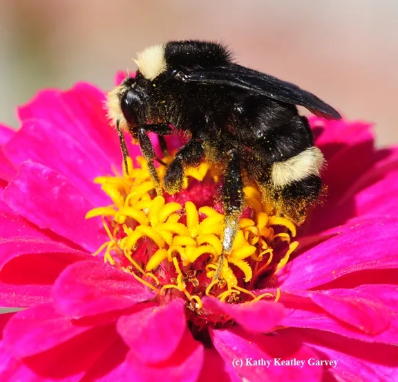 Yellow-faced bumble bee, Bombus vosnesenskii. (Photo by Kathy Keatley Garvey)