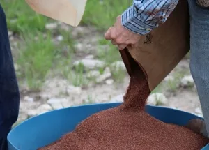 Image of a researcher at SFREC adding mineral to a larger container for beef cattle consumption