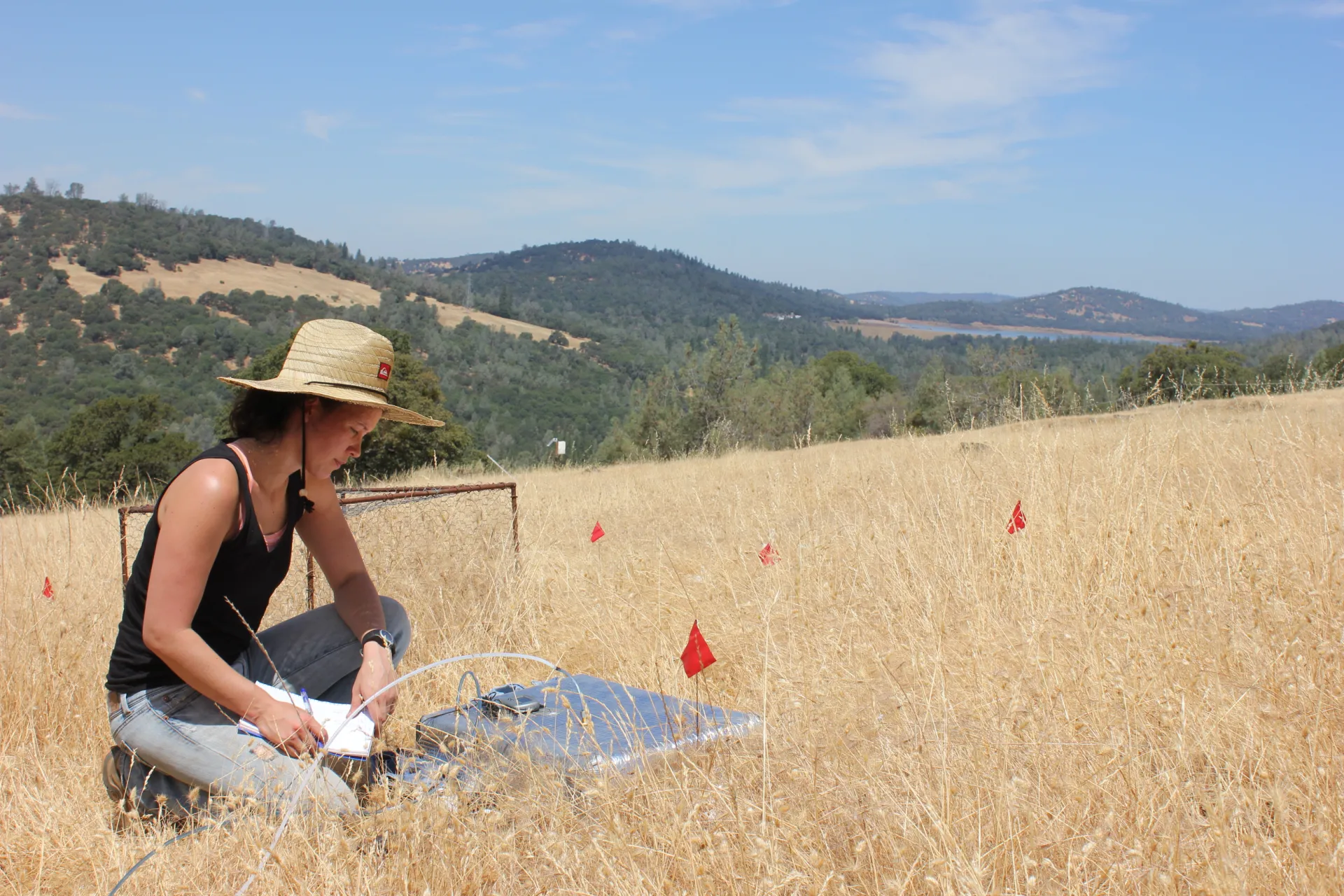 Researcher is located in the Koch flat area at SFREC. She is taking measurements on rangeland and recording the data