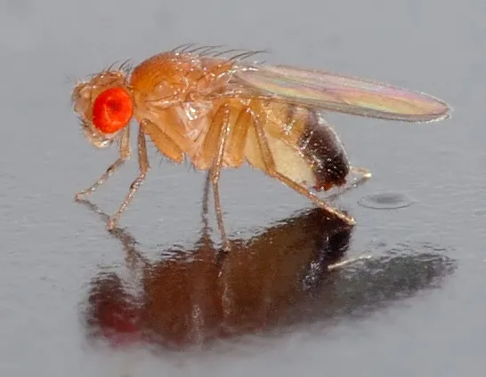 UC Berkeley biologist Ciera Martinez studies fruit flies but she will be speaking on "The Concealed Beauty of Plant Architecture" at the UC Davis LASER Event. (Photo of Drosophila melanogaster by André Karwath, courtesy of Wikipedia)