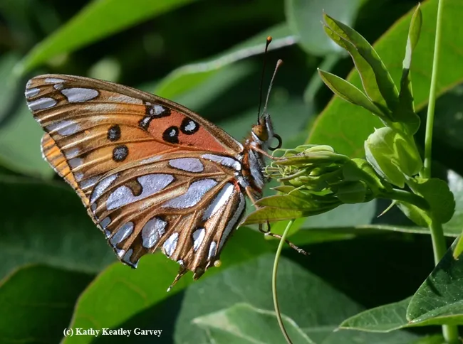 Gulf Fritillary, Agraulis vanillae, laying an egg (see tiny yellow dot protruding from the abdomen.) (Photo by Kathy Keatley Garvey)