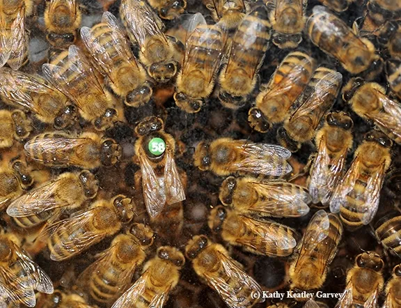 Queen bee and her retinue. A bee observation hive will be displayed at Briggs Hall during the April 16th Picnic Day. (Photo by Kathy Keatley Garvey)