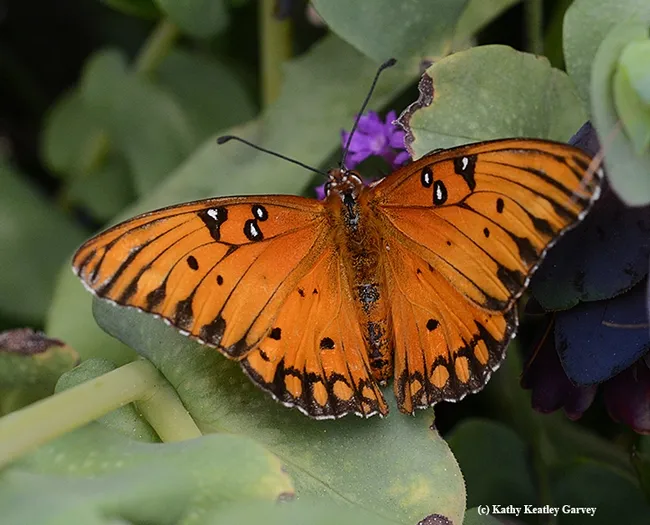 This Gulf Fritillary isn't depigmentized. (Photo by Kathy Keatley Garvey)