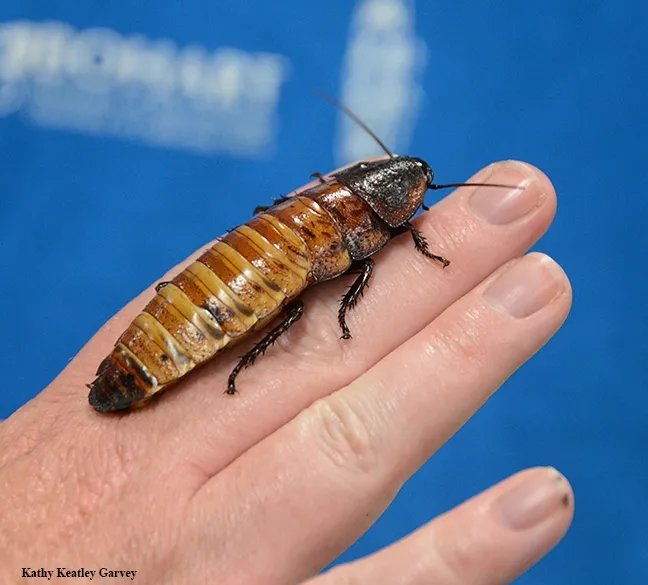 A Madagascar hissing cockroach, Gromphadorhina portentosa, at the Bohart Museum drew "oohs" and "aahs." (Photo by Kathy Keatley Garvey)
