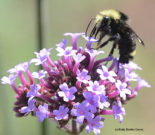 Yellow-faced bumble bee (Bombus vosnesenskii), foraging on verbena. (Photo by Kathy Keatley Garvey)