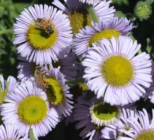 Honey bees foraging in the haven on seaside daisies,  Erigeron glaucus "Wayne Roderick." (Photo by Kathy Keatley Garvey)