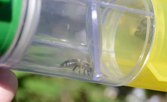 Through its "catch-and-release" program, visitors at the haven can get up close and personal to honey bees and other insects. (Photo by Kathy Keatley Garvey)