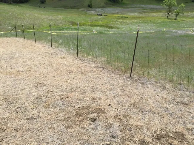 Grazing was sufficient to prevent invasives from going to seed.