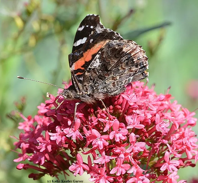 A Red Admiral (Vanessa atalanta) forages on Jupiter's Beard. (Photo by Kathy Keatley Garvey)
