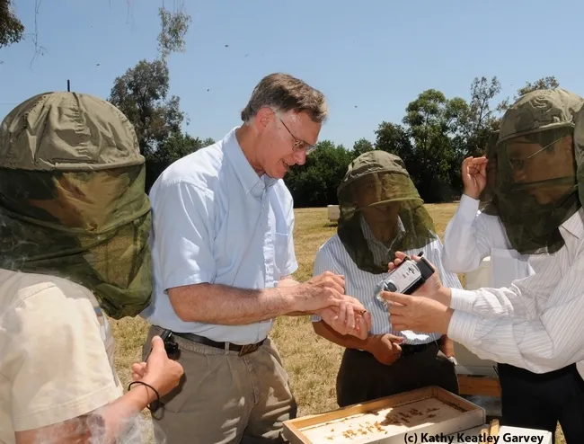 Honey bee guru Eric Mussen, now Extension apiculturist emeritus, opening a hive at UC Davis for a group tour. These are European honey bees, also called Western honey bees. (Photo by Kathy Keatley Garvey)