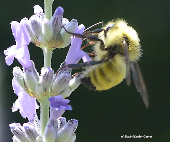 Look ma, no head! The male bumble bee, Bombus vandykei, draws nectar through his tongue or proboscis. (Photo by Kathy Keatley Garvey)