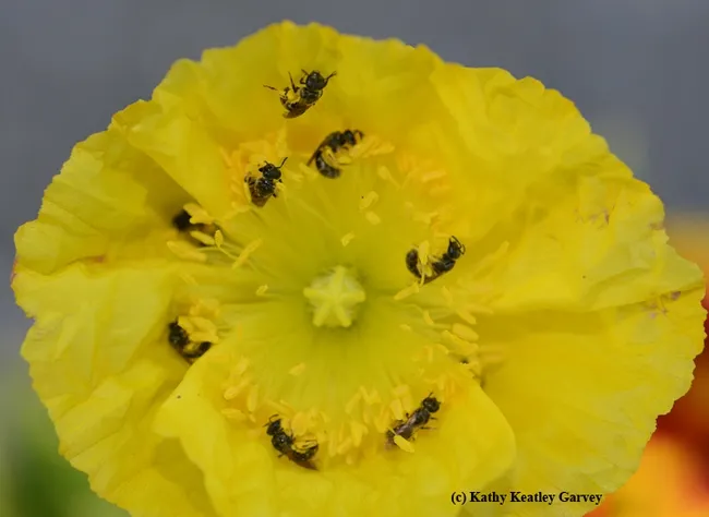Sweat bees from the genus Lasioglossum on an Iceland poppy. This image was taken with a NIkon D800 with a 60mm macro lens. (Photo by Kathy Keatley Garvey)