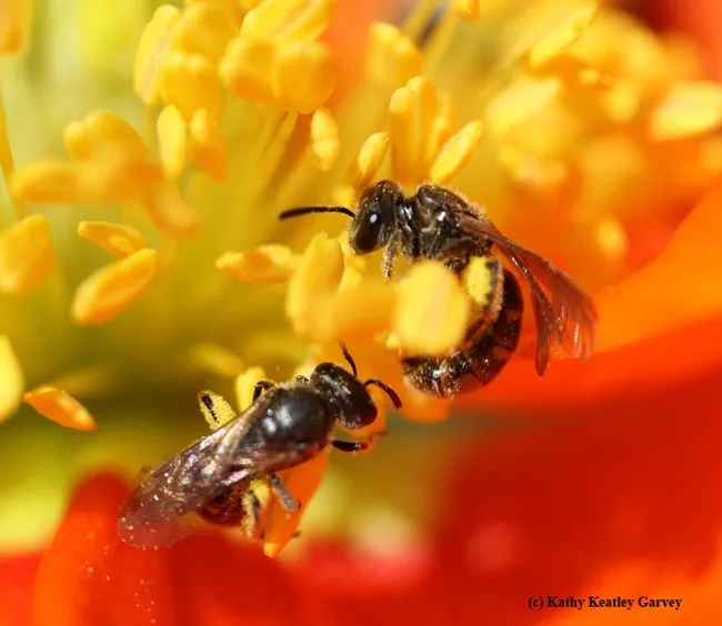 Close-up of sweat bees from the genus Lasioglossum on an Iceland poppy. This photo was taken with a Canon MPE-65mm lens. (Photo by Kathy Keatley Garvey)