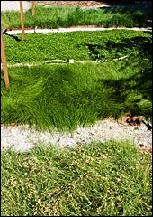 Lawn alternatives viewed from the top: Native Bentgrass, Kurapia, Native MowFree and Buffalo Grass