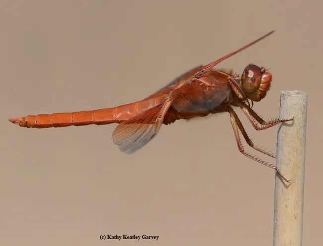 Red flameskimmer dragonfly against a solid background: a fence covered with a shade cloth. (Photo by Kathy Keatley Garvey)