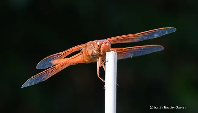 Takeoff! All systems are go. Or green. Red flameskimmer adjusts its wings. (Photo by Kathy Keatley Garvey)
