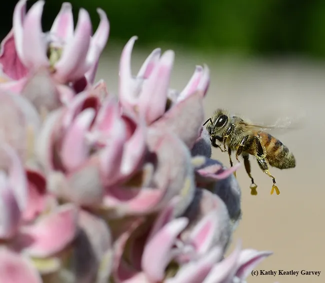 A honey bee carrying milkweed pollinia. It resembles a wishbone. (Photo by Kathy Keatley Garvey)