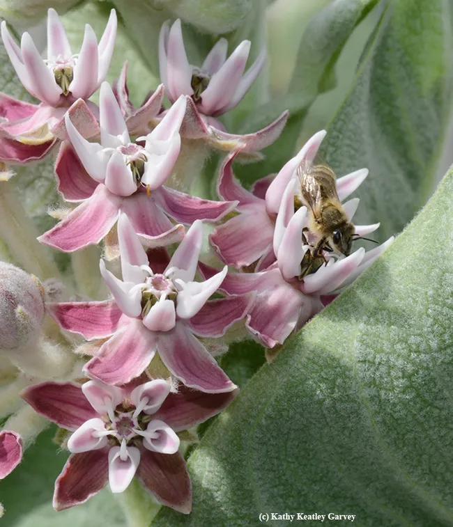 It's easy to get trapped in the sticky reproductive structure of a milkweed. This one was stuck for two hours.(Photo by Kathy Keatley Garvey)