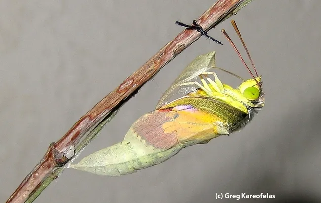 Adult California dogface butterly eclosing from chrysalis. (Photo by Greg Kareofelas)